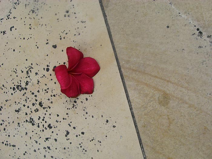 Flower on tile