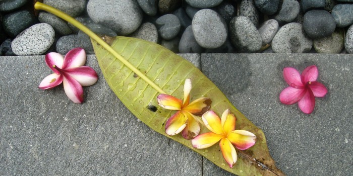 Flowers on leaf